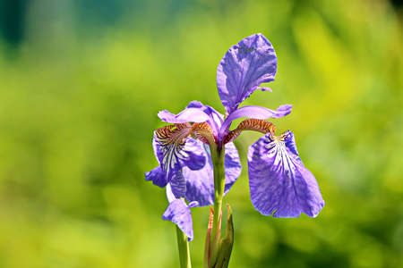 Beautiful blooming irises flowers on background of green plants in the summer home garden. Odessa,...