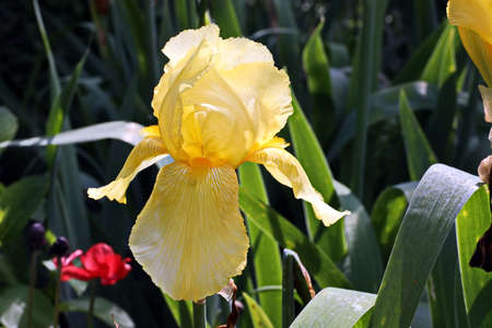 Beautiful blooming irises flowers on background of green plants in the summer home garden. Odessa,...
