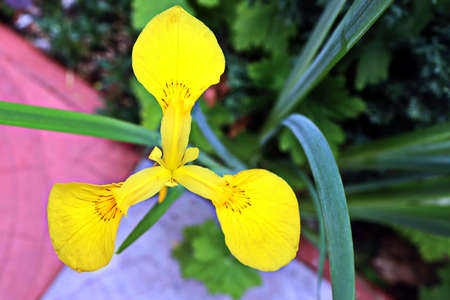 Beautiful blooming irises flowers on background of green plants in the summer home garden. Odessa,...