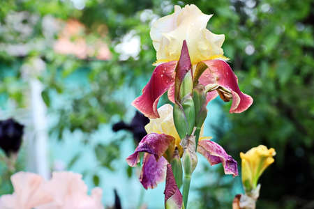 Beautiful blooming irises flowers on background of green plants after rain in the home garden....