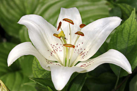 Beautiful blooming lily flowers on background of green plants in the summer home garden. Odessa, Ukraine.の写真素材