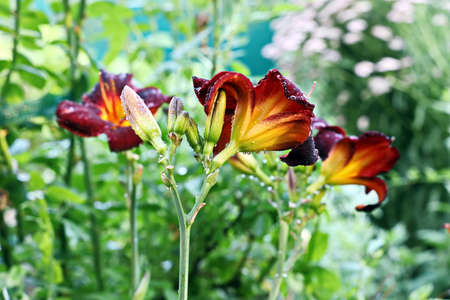 Beautiful blooming lily flowers on background of green plants after rain in the home garden. Transparent raindrops on the petals.の写真素材