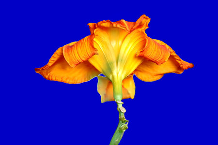 Natural blooming lily flowers close-up view on an isolated background.の写真素材