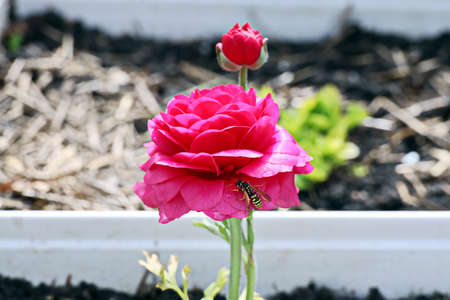 Beautiful blooming rose flowers on background of green plants in the summer home garden. Odessa,...