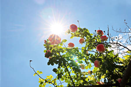 Beautiful blooming rose flowers on background of the blue sky and clouds.