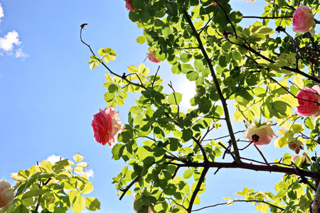 Beautiful blooming rose flowers on background of the blue sky and clouds.の写真素材