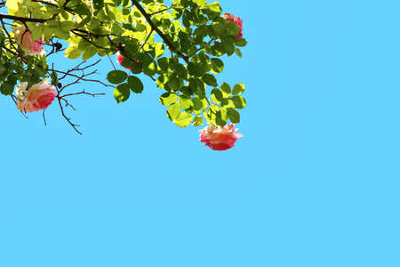 Beautiful blooming rose flowers on background of the blue sky and clouds.