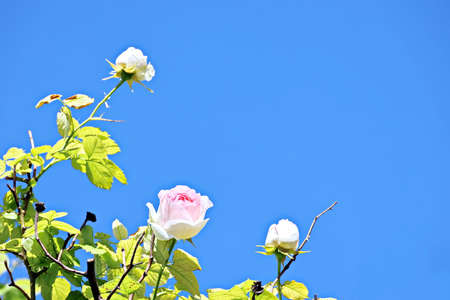 Beautiful blooming rose flowers on background of the blue sky and clouds.の写真素材