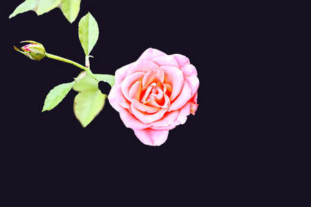 Natural blooming rose flowers close-up view on an isolated background.の写真素材