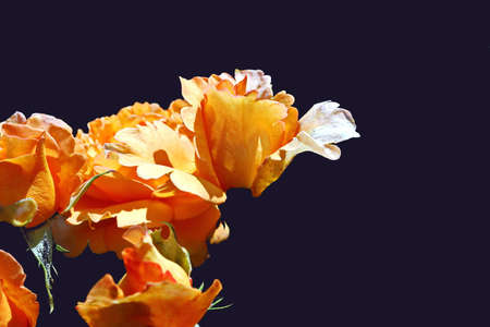 Natural blooming rose flowers close-up view on an isolated background.の写真素材