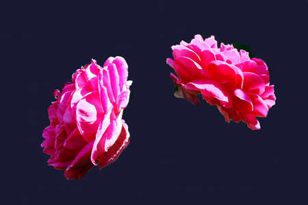 Natural blooming rose flowers close-up view on an isolated background.