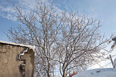 Beautiful winter landscape in home garden with pine and spruce trees covered by snow on sunny day....