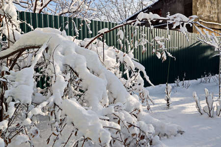 Beautiful winter landscape in home garden with pine and spruce trees covered by snow on sunny day. Frost on leaves and grass. Snow on the branches of a pine tree in the nature.の写真素材