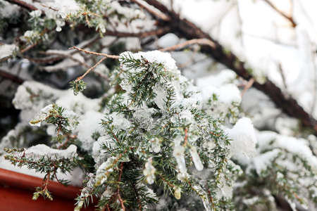 Fir and tree branches heavily covered with fresh snow. On a white background of the sky on the fir...