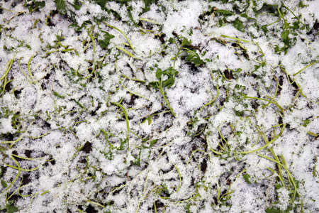 Grass in the winter garden. First snow. A bunch of green grass and bushes covered with snow in sunny...