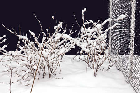 Grass in the winter garden. First snow. A bunch of green grass and bushes covered with snow in sunny day, natural backgroundの写真素材