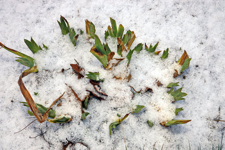 Grass in the winter garden. First snow. A bunch of green grass and bushes covered with snow in sunny day, natural backgroundの写真素材