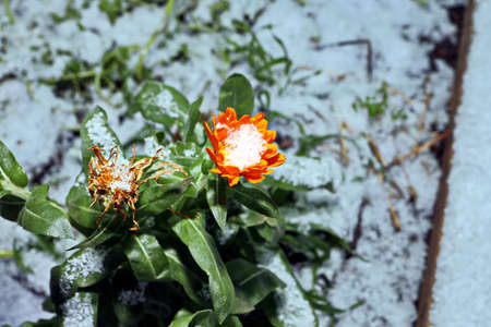 Grass in the winter garden. First snow. A bunch of green grass and bushes covered with snow in sunny...