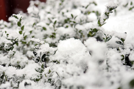 Grass in the winter garden. First snow. A bunch of green grass and bushes covered with snow in sunny day, natural backgroundの写真素材