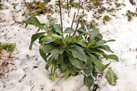 Grass in the winter garden. First snow. A bunch of green grass and bushes covered with snow in sunny day, natural backgroundの写真素材