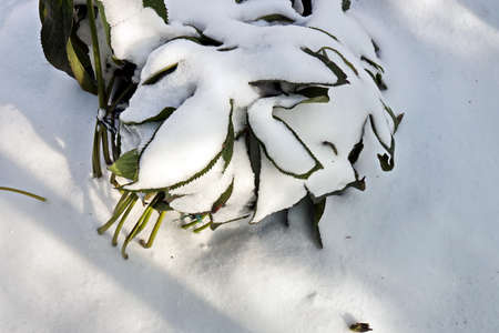 Grass in the winter garden. First snow. A bunch of green grass and bushes covered with snow in sunny day, natural backgroundの写真素材
