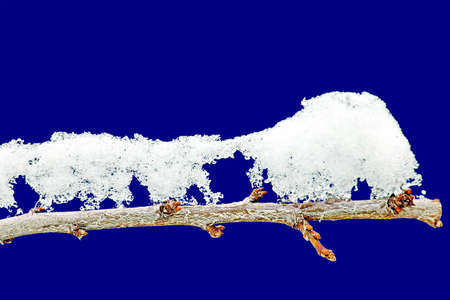 Branches of a tree with leaves and buds covered with snow and ice in the form of patterns on an...