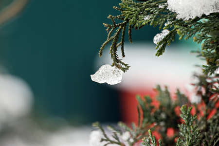 Branches of a tree with leaves and buds covered with snow and ice in the form of patterns on an...
