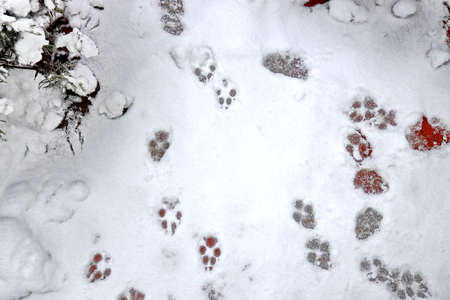 First snow. Footprints of a dog, a man and a man's palm on the snow as a basis and background. Close-up.の写真素材