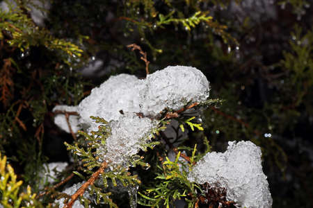 Branches of the fir tree and bushes with covered leaves with snow and ice on an natural background....