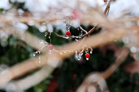 Branches of a tree with leaves, berries and buds covered with ice and icicles in the form of patterns on an natural background. Frozen twigs close-upの写真素材
