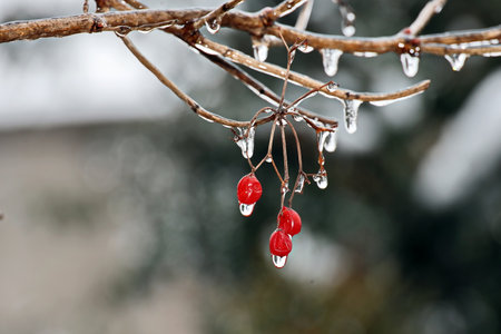 Branches of a tree with leaves, berries and buds covered with ice and icicles in the form of patterns on an natural background. Frozen twigs close-upの写真素材