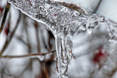 Branches of a tree with leaves, berries and buds covered with ice and icicles in the form of patterns on an natural background. Frozen twigs close-upの写真素材