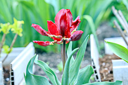 Beautiful blooming tulip flowers on background of green plants in the summer home garden. Odessa,...