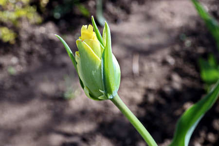 Beautiful blooming tulip flowers on background of green plants in the summer home garden. Odessa,...