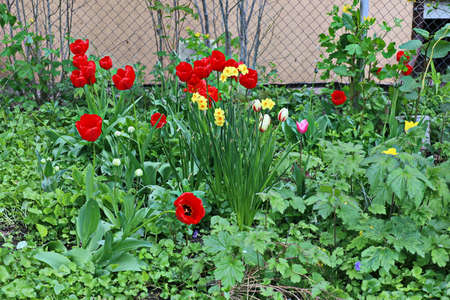 Beautiful blooming tulip flowers on background of green plants in the summer home garden. Odessa, Ukraine.の写真素材