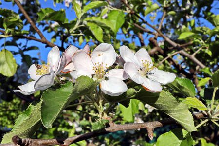 Flowering fruit trees in the spring home garden. close-up view. Odessa, Ukraine.