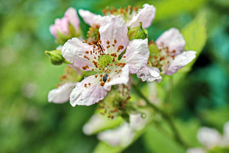 Flowering fruit trees in the spring home garden. close-up view. Odessa, Ukraine.の写真素材