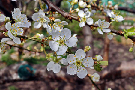 Flowering fruit trees in the spring home garden. close-up view. Odessa, Ukraine.の写真素材