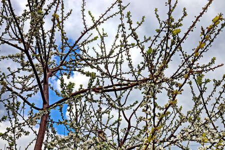 Flowering fruit trees in the spring home garden. close-up view. Odessa, Ukraine.の写真素材