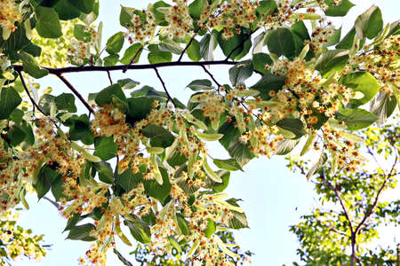 Flowering fruit trees in the spring home garden. close-up view. Odessa, Ukraine.の写真素材