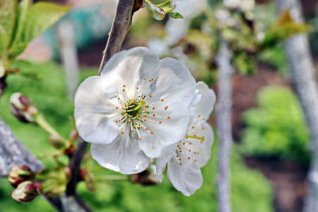 Flowering fruit trees in the spring home garden. close-up view. Odessa, Ukraine.の写真素材