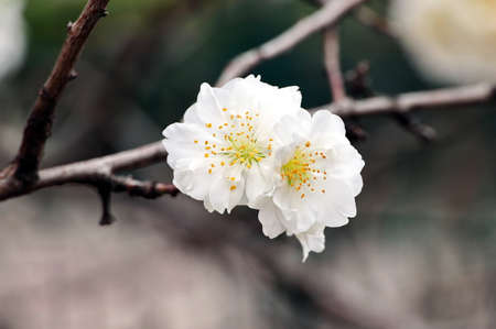 Flowering fruit trees in the spring home garden. close-up view. Odessa, Ukraine.の写真素材