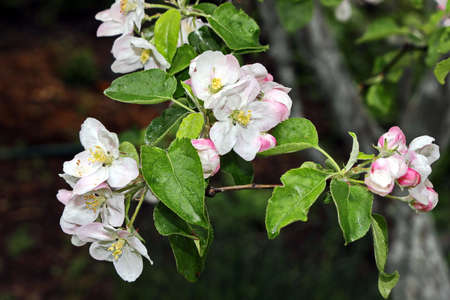 Flowering fruit trees in the spring home garden. close-up view. Odessa, Ukraine.の写真素材