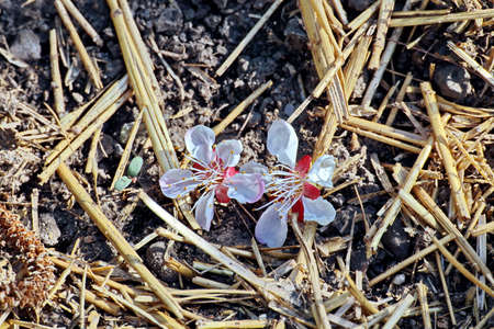 Flowering fruit trees in the spring home garden. close-up view. Odessa, Ukraine.の写真素材