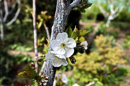Flowering fruit trees in the spring home garden. close-up view. Odessa, Ukraine.