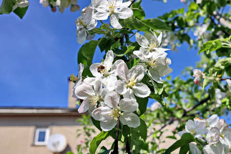 Flowering fruit trees in the spring home garden. close-up view. Odessa, Ukraine.の写真素材