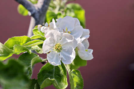 Flowering fruit trees in the spring home garden. close-up view. Odessa, Ukraine.の写真素材