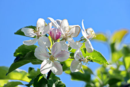 Flowering fruit trees in the spring home garden. close-up view. Odessa, Ukraine.の写真素材