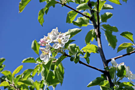 Flowering fruit trees in the spring home garden. close-up view. Odessa, Ukraine.の写真素材