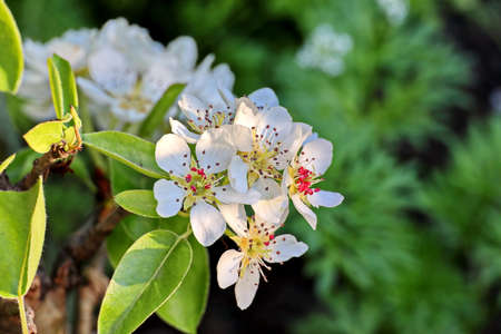Flowering fruit trees in the spring home garden. close-up view. Odessa, Ukraine.の写真素材